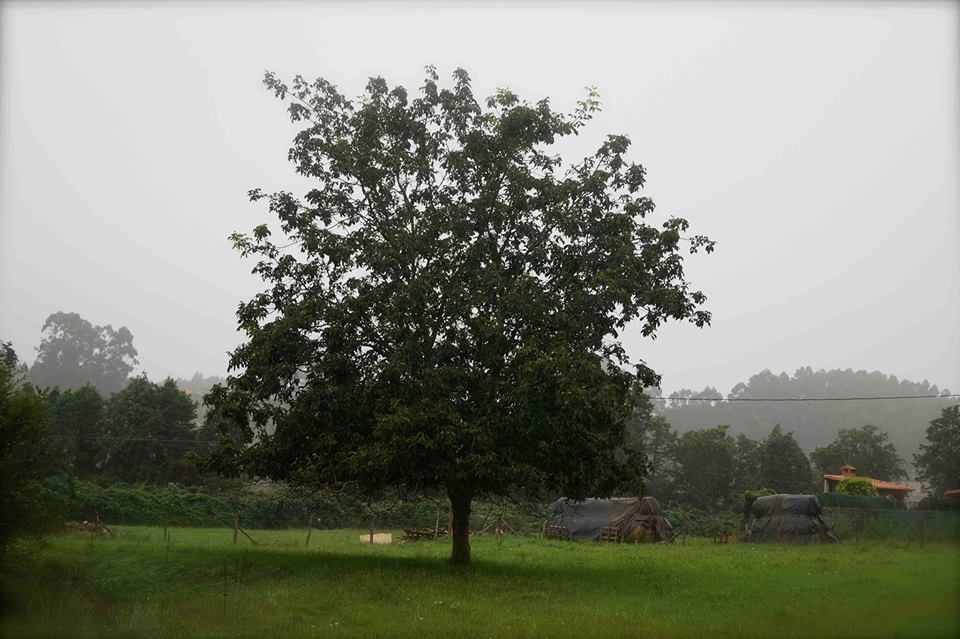 Árbol Confianza Michael Thallium